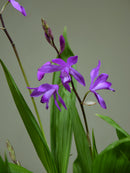 Urn orchid (Striata)
