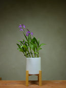 Urn orchid (Striata)