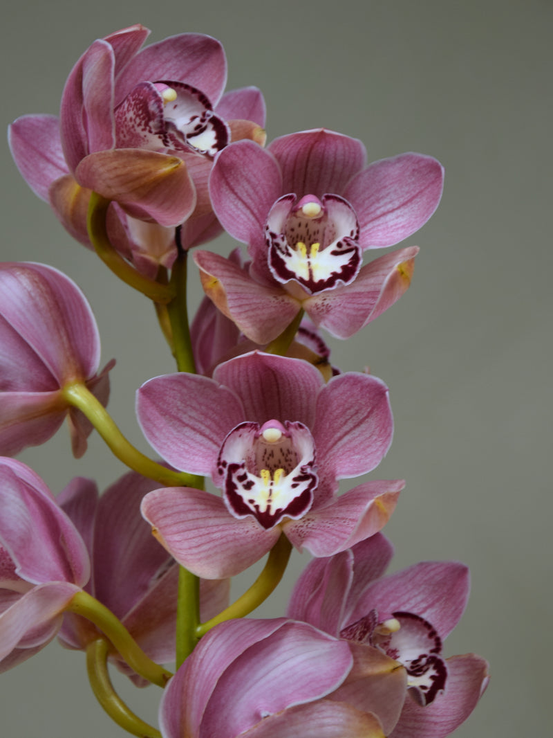 Via Avanti 'Productive Blush'