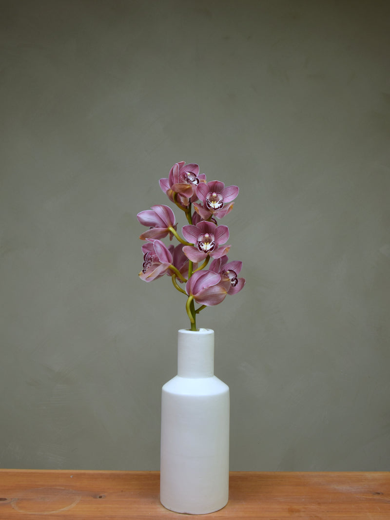Via Avanti 'Productive Blush'
