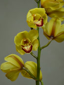 Wallguard 'Rijsenhout'