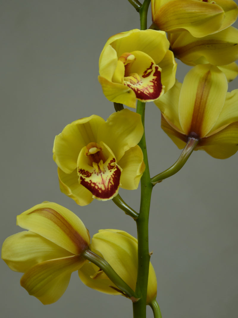 Wallguard 'Rijsenhout'