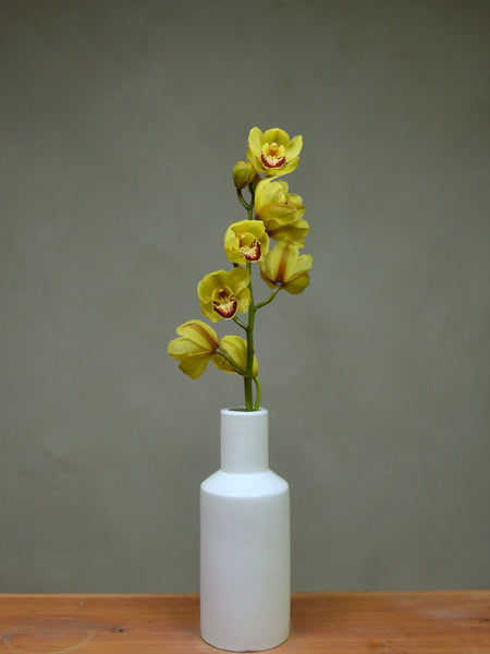 Wallguard 'Rijsenhout'