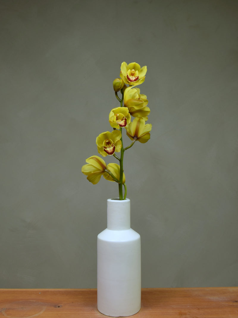 Wallguard 'Rijsenhout'